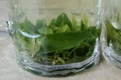 苦丁茶作用