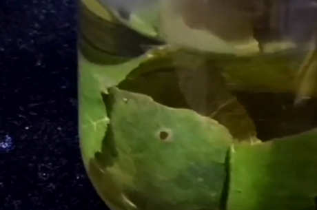 桑叶茶的功效和作用以及禁忌