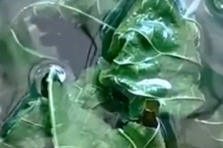 桑叶茶的功效和作用以及禁忌