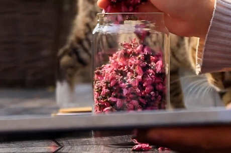 桃花茶的制作方法
