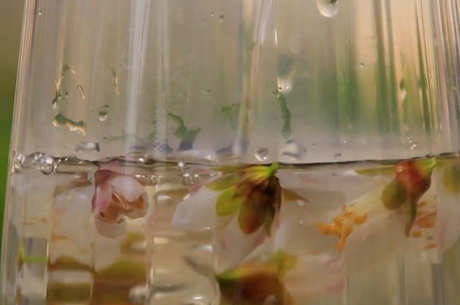 桃花茶的制作方法