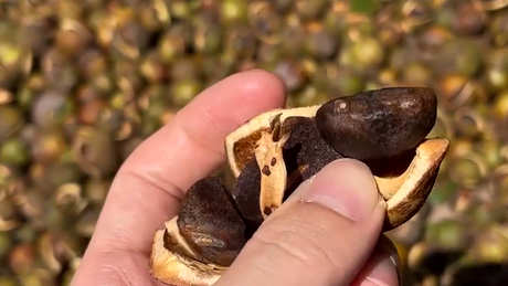茶油的功效和作用以及食用方法