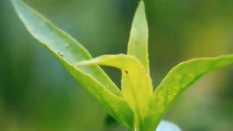 忧逃草茶的功效和作用