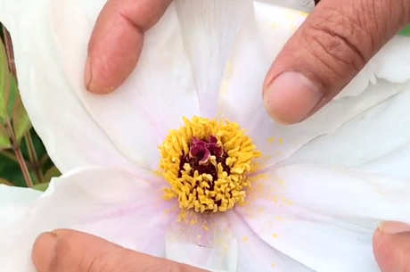 牡丹花蕊茶的功效