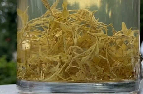 藤茶的功效和作用