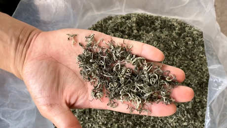 碧螺春是绿茶