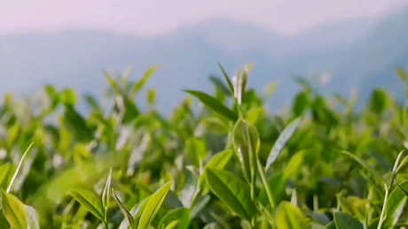 乌龙茶功效