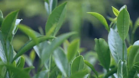 金骏眉茶知识