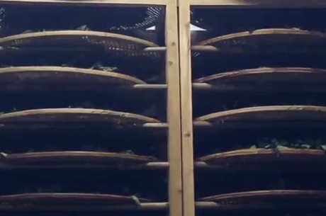 金骏眉茶知识