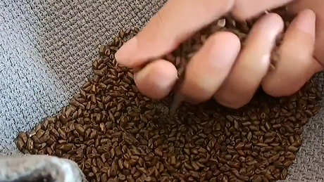 决定明子茶的功效