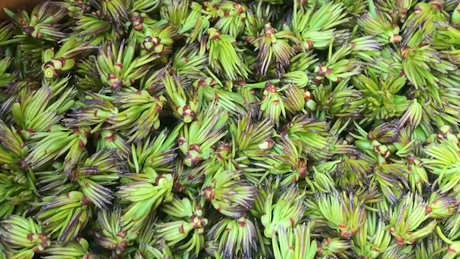 杜仲雄花茶的作用和功效
