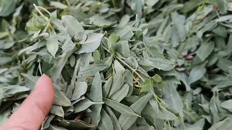 罗布麻茶的作用和功效
