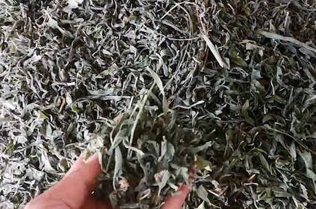 罗布麻茶的作用和功效