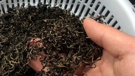 蒲公英茶治什么？
