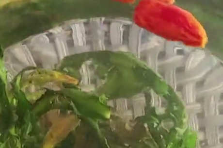 蒲公英茶治什么？