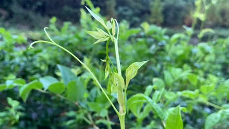 覆盆子茶属于什么茶？