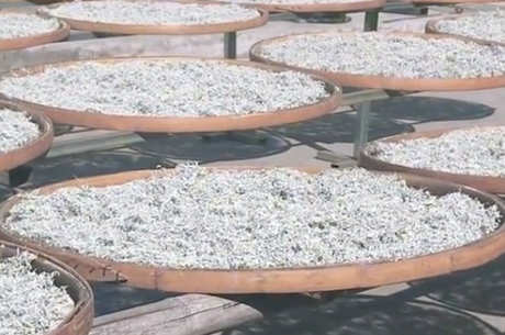 覆盆子茶属于什么茶？
