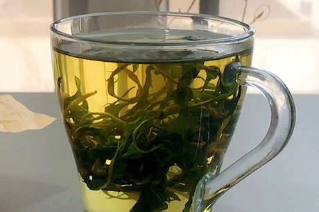 女性喝蒲公英茶的禁忌