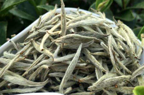 白毫银针茶能放多久？