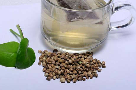 谁不能喝火麻茶？