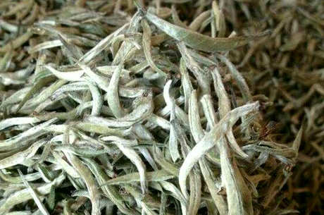 月光白是白茶吗？