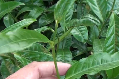 什么茶属于武夷肉桂？