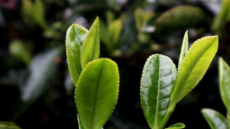 怎样做抹茶粉？