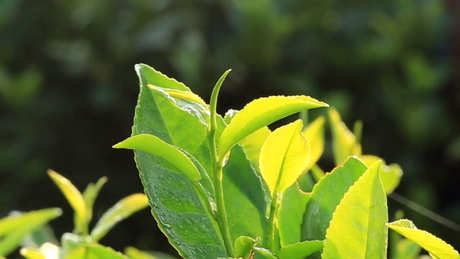 六堡茶是红茶吗？