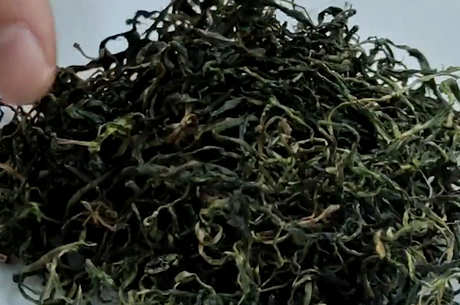 蒲公英根茶能长期喝吗？