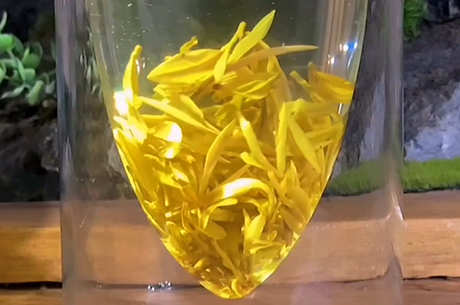 黄茶的功效和作用