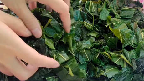 桑叶茶的功效