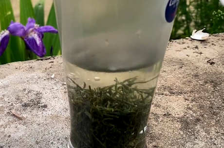 浙江杭州盛产什么茶？