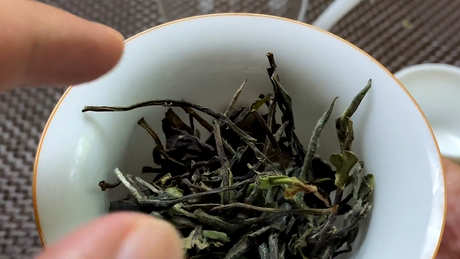 福鼎白茶的功效和作用