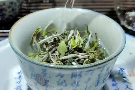 福鼎白茶的功效和作用