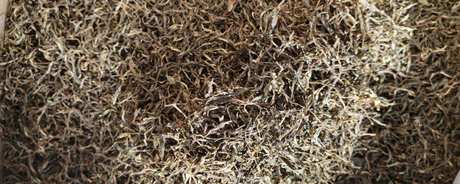 古树普洱茶是生茶还是熟茶