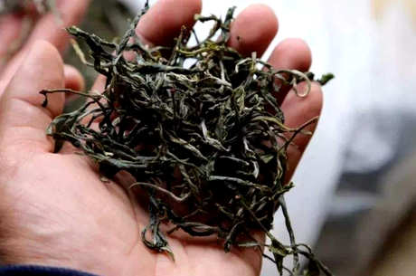 昔归茶的功效和作用