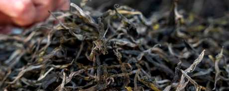 普洱茶存放几年最好喝