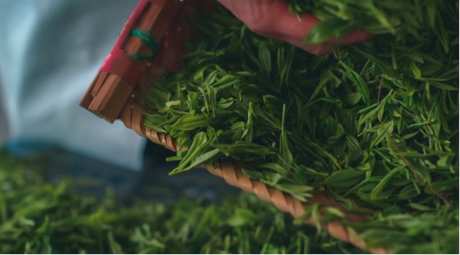邱宽武大师，台湾六旬制茶师，两岸“茶缘”