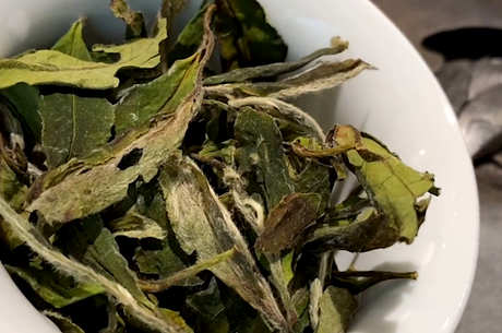 白茶的功效和作用