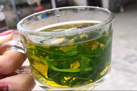 蒲公英茶的功效和作用