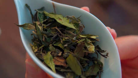 安吉白茶功效