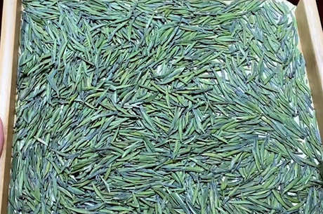 喝绿茶的功效和作用