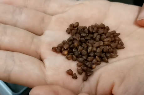 经常喝苦荞茶有什么好处？