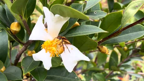 什么是油茶？
