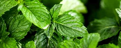 清热去火的花茶有哪些？