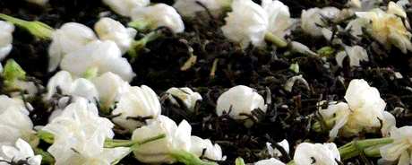 如何储存茉莉花茶？