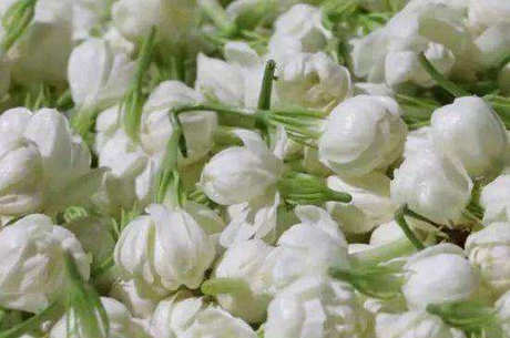 如何储存茉莉花茶？