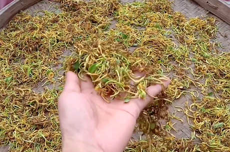 用水浸泡金银花的功效