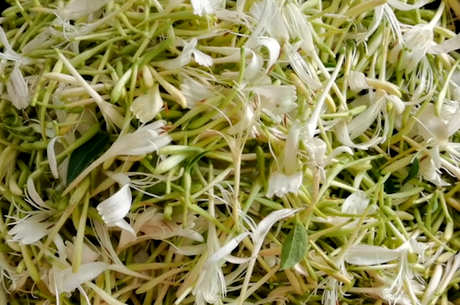 菊花金银花枸杞茶的副作用