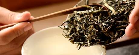 南糯拔玛古树茶的特点